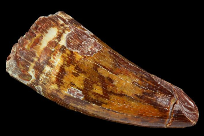 Cretaceous Fossil Crocodile Tooth - Morocco #122493